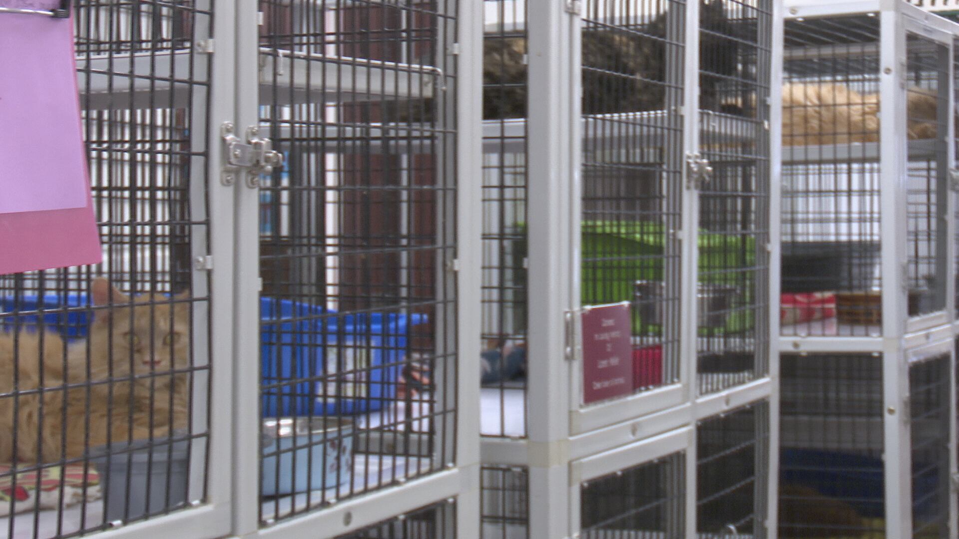 Davenport Officials Set to Vote on City-Run Animal Control Proposal