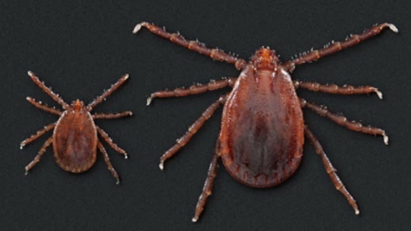 The Asian longhorned tick.