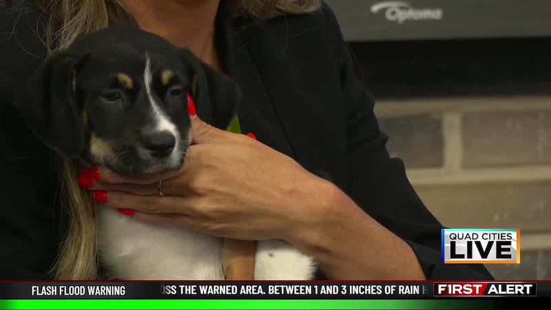 Adoptable 4-Legged Friends: Meet "Wally" available at King's Harvest Pet Rescue, Davenport, IA.