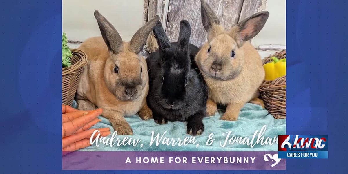 Iowa Rabit Iowa’s only rabbit rescue on mission to educate public on bunny care ...
