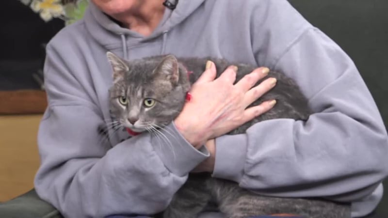 Beetle adoptable pet