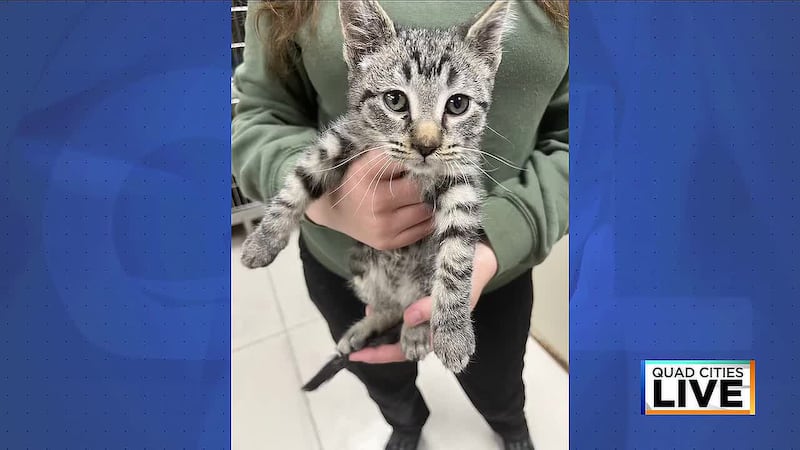 Adoptable Four Legged Friend at QC Paws featured on QCL on Oct. 26, 2026.