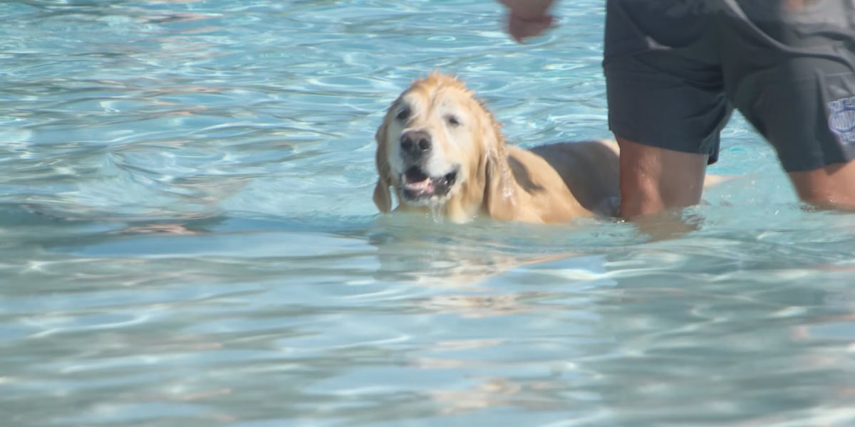 Doggy Splash at The Landing marks end of summer