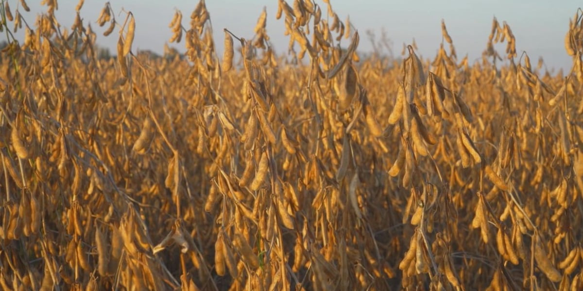 More Iowa farmers calling mental health hotline