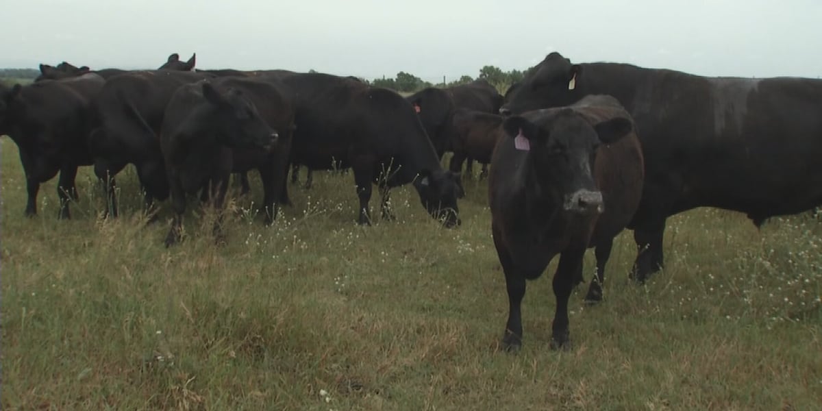 Memorial Day cookouts may cost more as beef prices hit record high