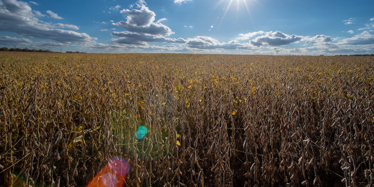 U.S.-China soybean trade deal draws mixed reactions from Iowa farmers