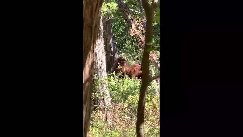 A man in Oklahoma says he has recorded evidence of a Bigfoot. (Source: @e_man580 /TMX)