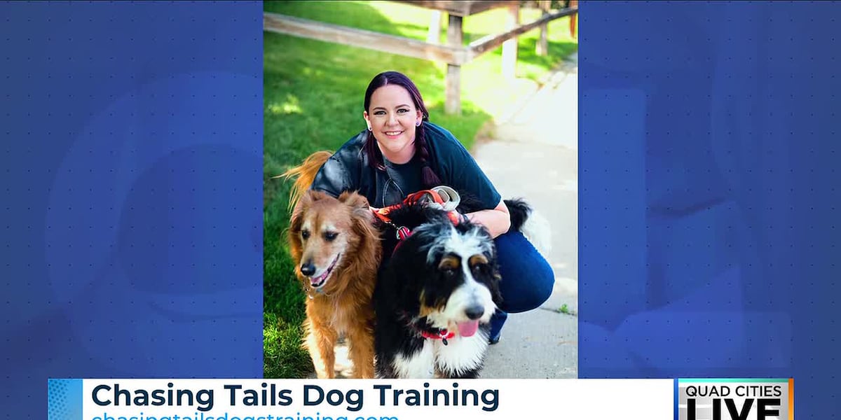 Chasing Tails Dog Training helps dogs and their humans learn together Chasing Tails Dog Training helps dogs and their humans learn together
