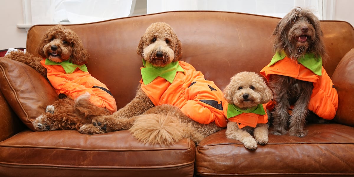 Humane Society of Scott County to host Howl-O-Ween in the Park