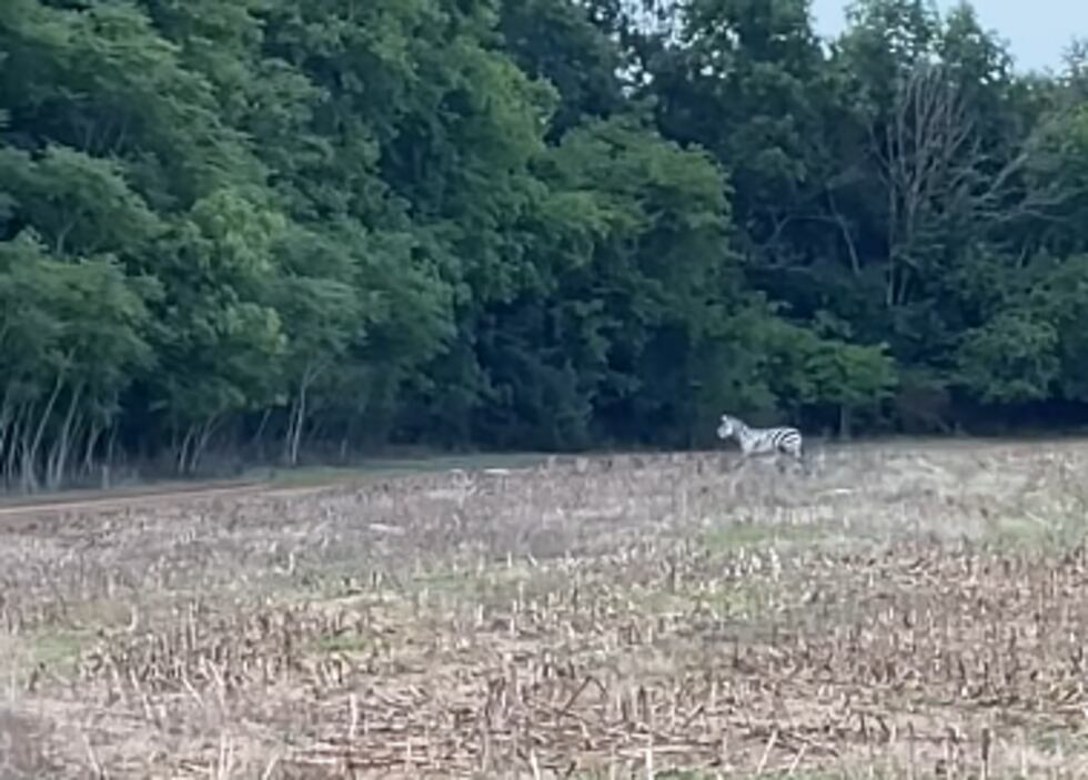 Missing zebra found wandering in field