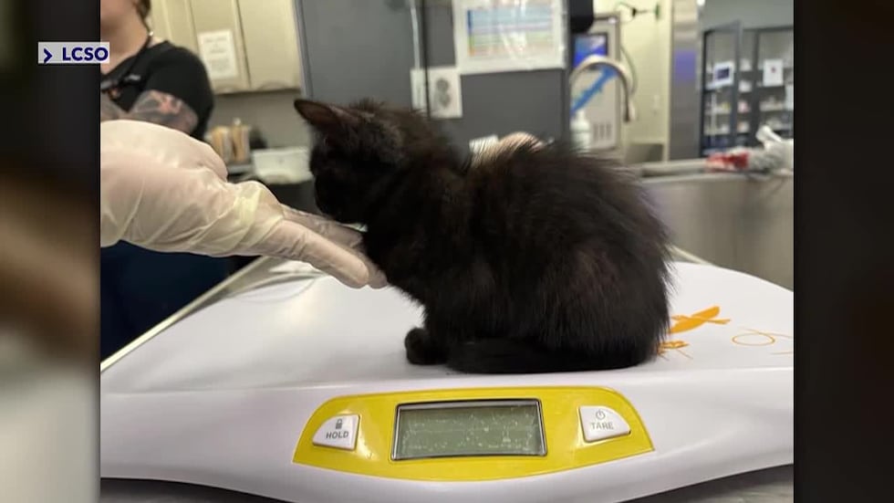 Father jailed after daughter says he killed her kittens as punishment