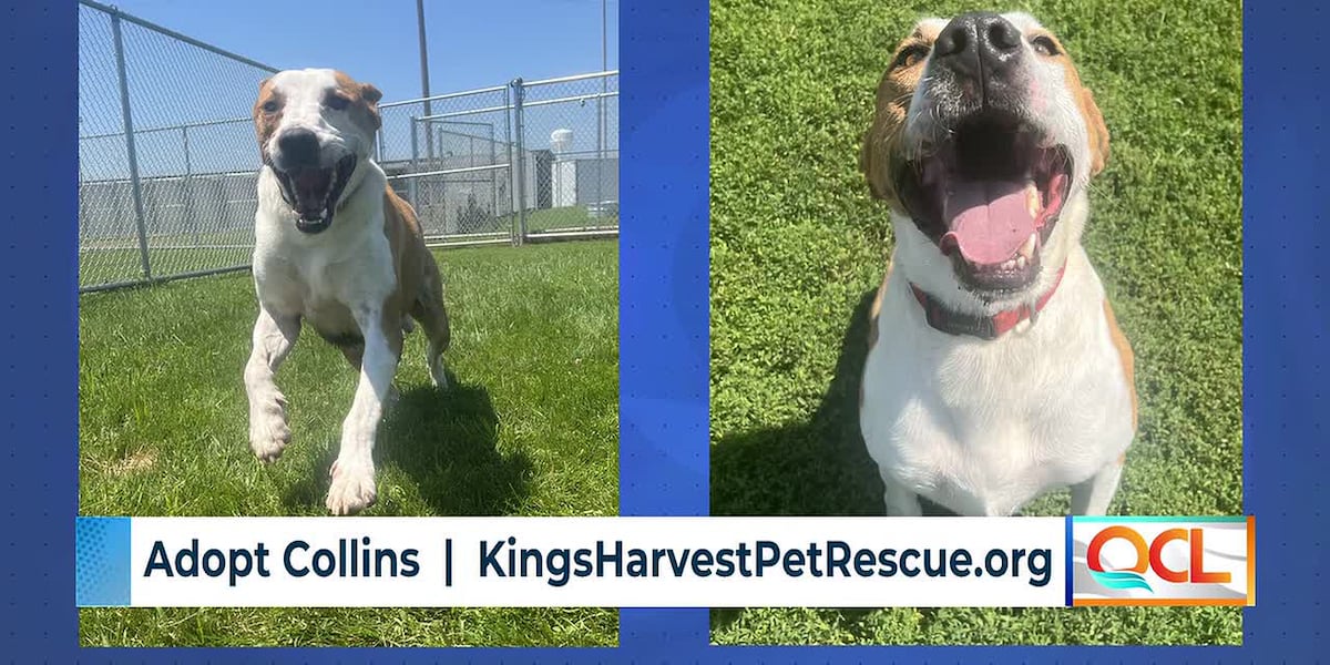 Adoptable Four-Legged Friends: Meet ‘Collins’