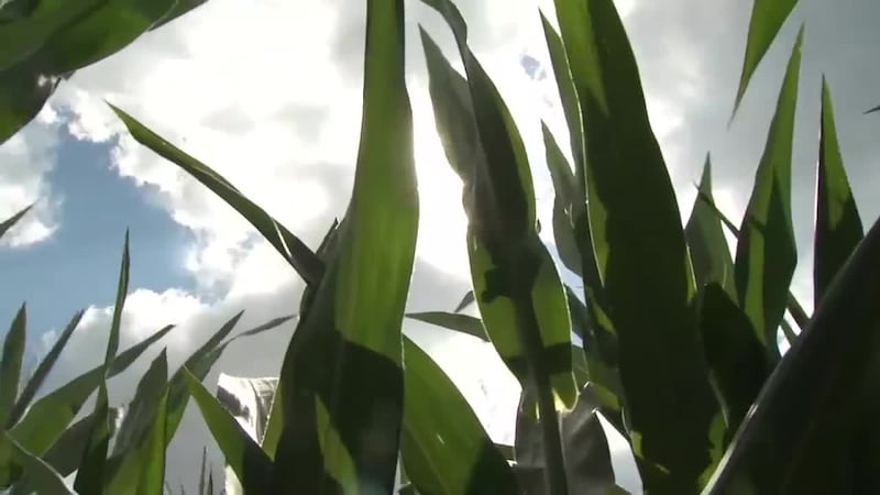The candidates for Iowa secretary of agriculture have different ideas about how to improve the...