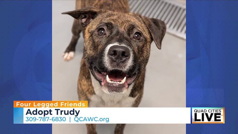 Adoptable Four-Legged Friends: Meet ‘Trudy’