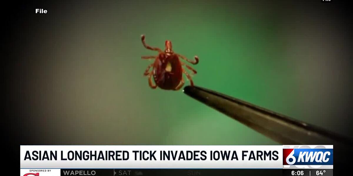 Ft Ticks Asian long-horned tick infecting Iowa cattle