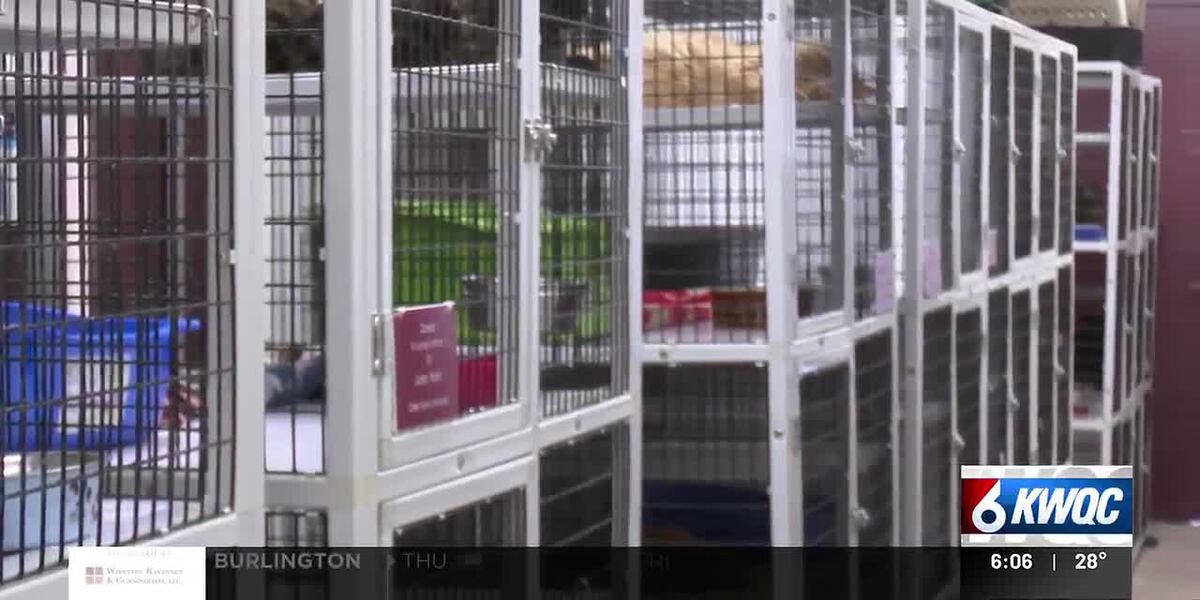 The feral cat population is running rampant in several cities across ...